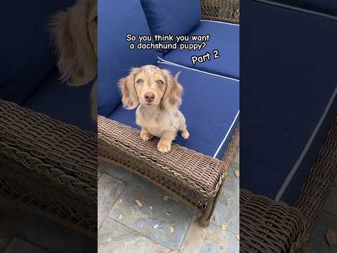 So you think you want a dachshund puppy?😂🌭 Part 2 #dachshund #dachshundpuppy #puppy
