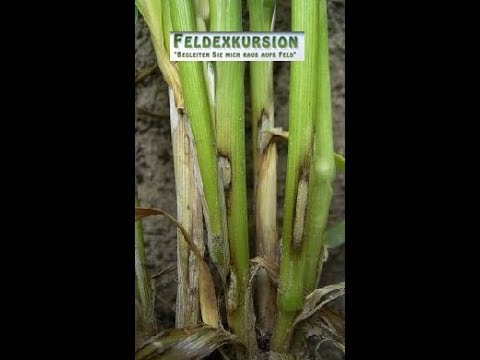 86. Feldexkursion: Getreide leidet unter Nässe - 18.04.2018