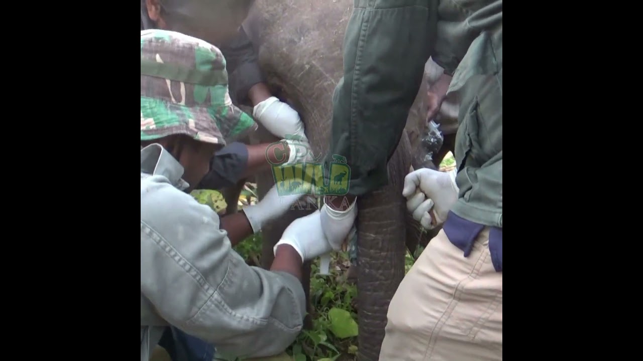Rescuing and Treating an Injured Baby Elephant 🐘❤️