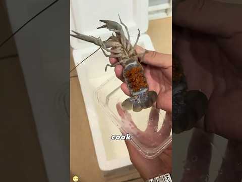 The Story of Crayfish#animals #Foryou #love#cute