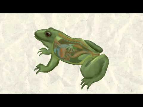 The Frog That Wished to Be As Big As the Ox , La Fontaine