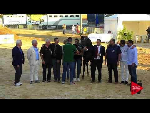 1 st Place  N.68 D KHATTAF - Bergamo 2017 - Senior Stallions Championship (Class 23)