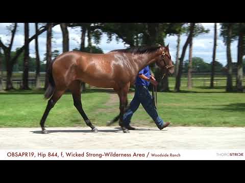 OBSAPR19, Hip 844, f, Wicked Strong--Wilderness Area + BREEZE / Woodside Ranch