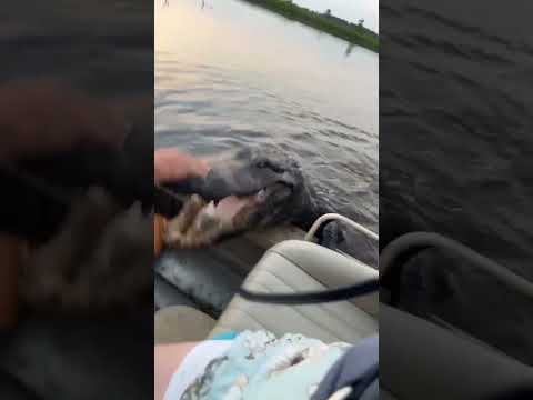 A Very Polite Alligator