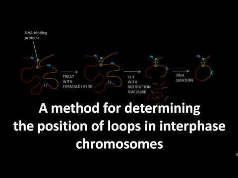 Chromosome conformation capture method
