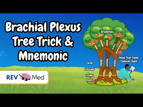 Brachial Plexus Tree Trick & Mnemonic | Anatomy Simplified
