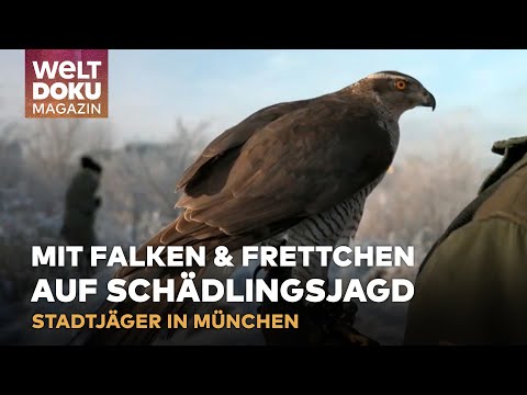 STADTJÄGER IN MÜNCHEN: Auf Schädlingsjagd mit Falken und Frettchen | WELT Doku Magazin