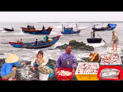 Cửa Tùng Quảng Trị | Ngư Dân Trúng Mẻ Cá Đổng Phèn 150kg