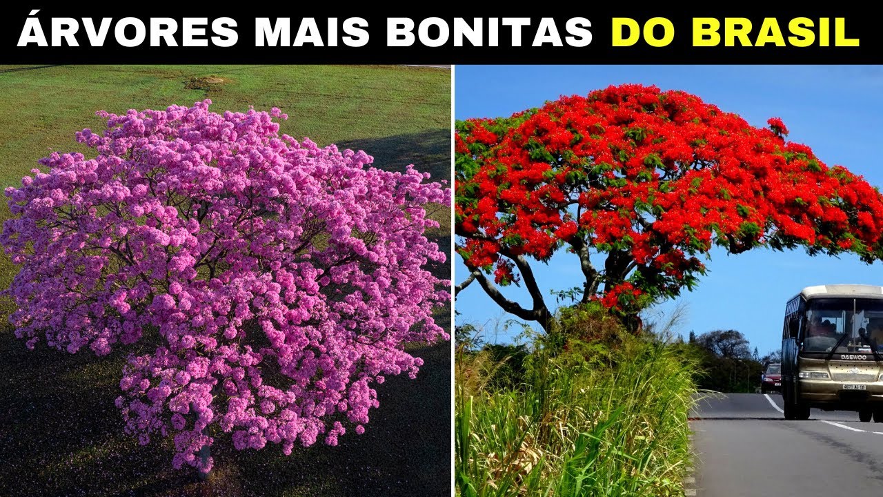 The 10 Most Beautiful Trees in Brazil That Are Unique in the World #2