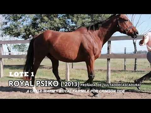 Lote ROYAL PSIKO