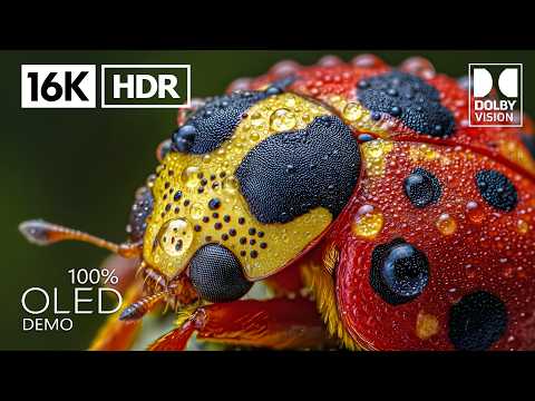 Breathtaking Dolby Vision 16K HDR 240 fps ULTRA HD (4K/8K Video TV)