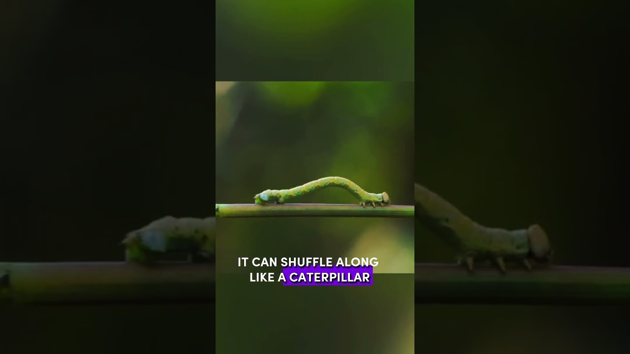 Introducing caterpillar like robot invented in north carolina state university #robot #technology