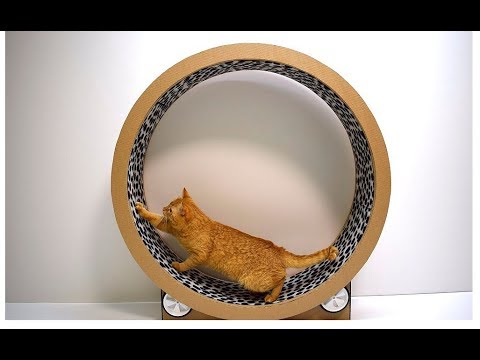 Mangarap na mawalan ng timbang, kung bakit hindi pumayat Slimming 5 kg