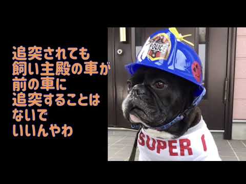 ワンワンU・x・Uお悩み相談室2️⃣7️⃣〜坂井市「DOMくん」🐶#車間距離は大事🚙↔️🚗