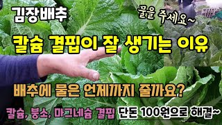 김장배추 칼슘결핍 칼슘제와 "이것"을 충분히 주셔야 단단하고 속이 꽉찬 배추가 가능하고 꿀통배추예방 배추 칼…