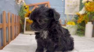 ハーフ犬の動画01