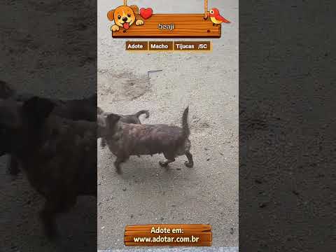 Vídeo de benji