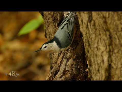 Fall nature 3/6 - One hour of Canada's beautiful autumn foliage and wildlife in 4K