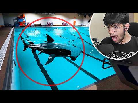 STUCK IN POOLROOMS WITH SHARKS