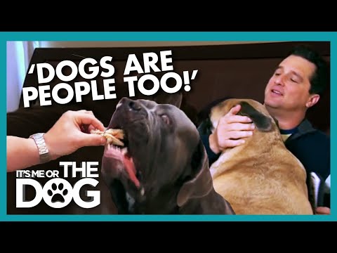 Dogs Treated Like Humans Are Ruling the Household | It's Me or the Dog