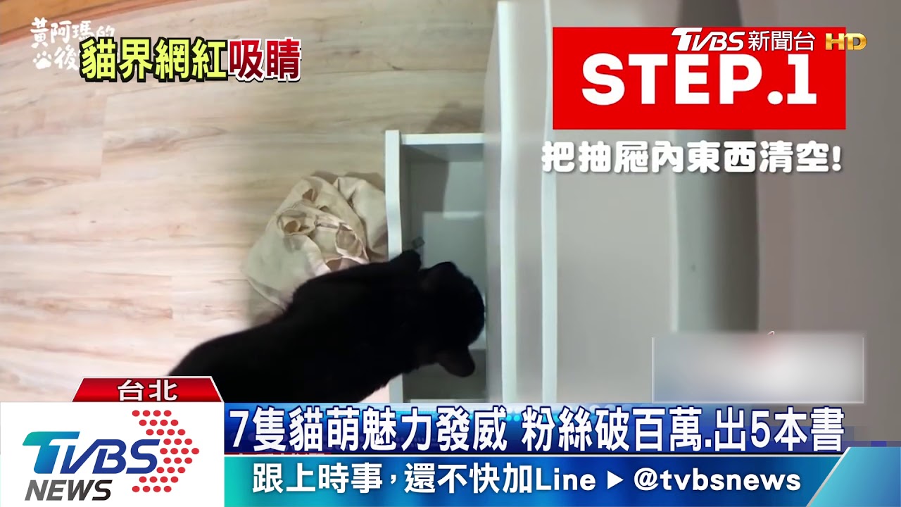 網紅貓黃阿瑪人氣高 貓奴主人辦見面會