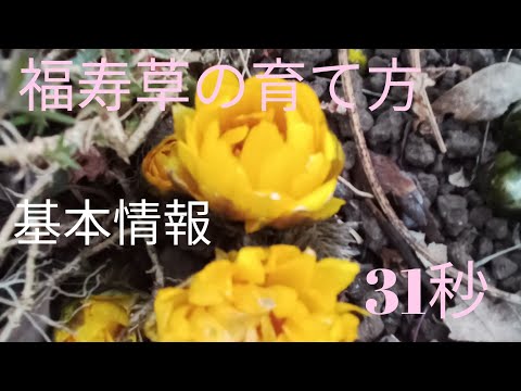 春の福寿草の小花 植物
