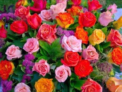 ROSEIRA  ENXERTADA ( só instrumentos mas com letra ) Canto Alentejano. Musica com  artista RUI ALVES