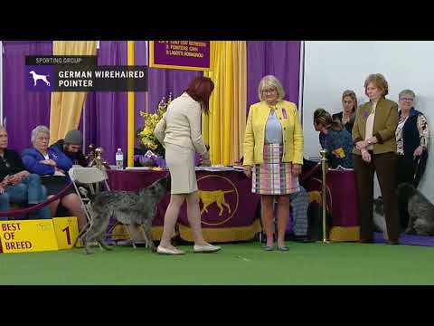 Pointers (German Wirehaired) | Breed Judging 2019