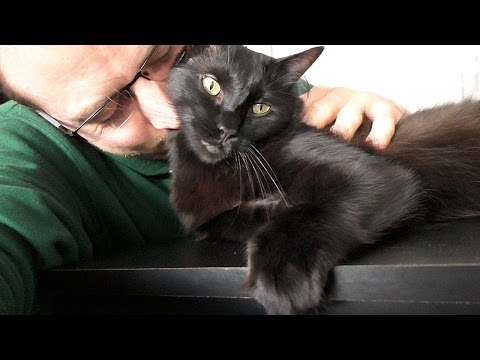 The Sweetest Black Cat in the World - YouTube