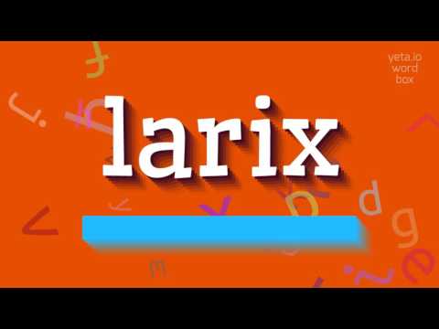 How to say "larix"! (High Quality Voices)