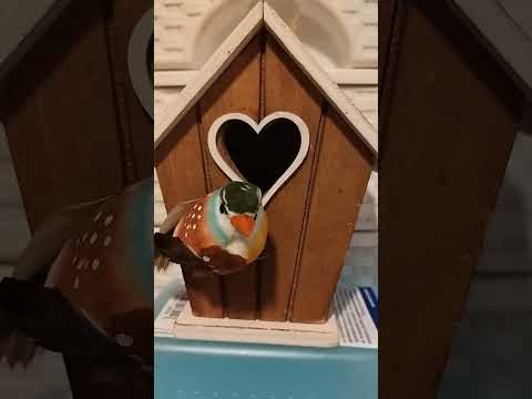 Kijk eens naar het vogeltje