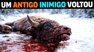 🚨 AGORA: O animal que está MATANDO BISÕES Gigantes em Yellowstone