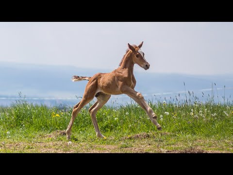 Trakehnergestüt Elbersdorf - Hengstfohlen *03.05.2020 von KROS aus der RADUANA von CAMARO