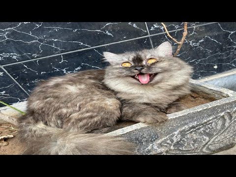 Sohni and shero ke fighting huy, #catvideo