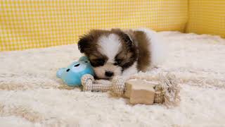 ハーフ犬の動画01