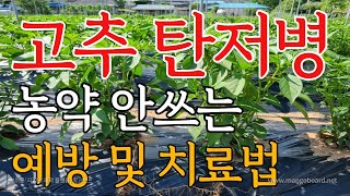 농약을 쓰지 않고 쉽게 만들 수 있는 탄저병 예방 및 치료제!!