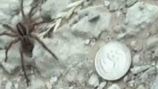 Scieur Z - La toile d'art est née