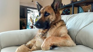The Most Dramatic Dogs are Waiting for You here!😮🤣 FUNNIEST Animal Videos