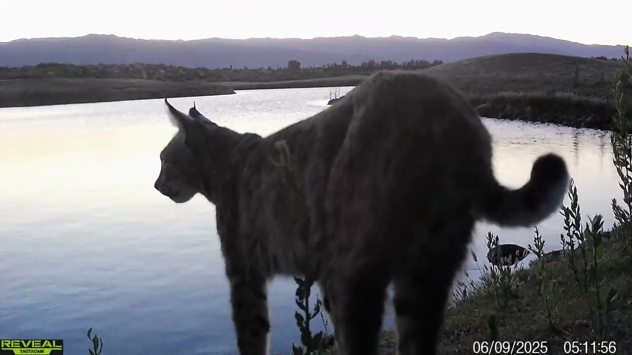 S3E30: A morning moment with Tiny the bobcat at the lake