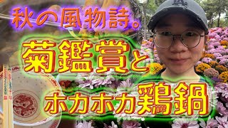 秋の風物詩。菊鑑賞とホカホカ鶏鍋