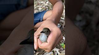 Download lagu SUARA MERDU BURUNG MERBAH KACA MATA MIRIP KICAUAN KUTILANG EMAS mp3 Download lagu SUARA MERDU BURUNG MERBAH KACA MATA MIRIP KICAUAN KUTILANG EMAS mp3