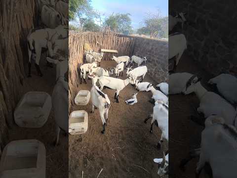 FAZENDA CARNAÚBA TAPEROÁ PARAÍBA #shorts