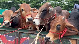 Download Lagu cow unloading, cow videos, cow video, big cow, goru hamba cow, Ep - 131 Thumbnail