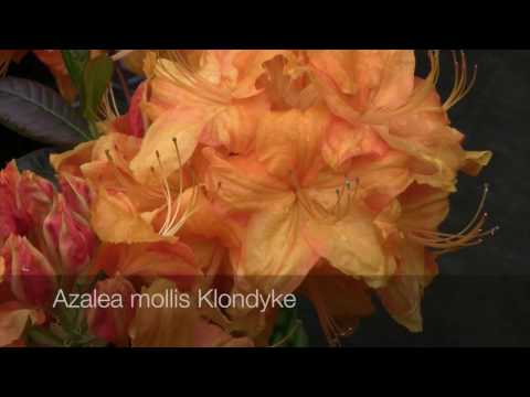 download lagu mp3 mp4 White Azaleas Mollis Hybrid, download lagu White Azaleas Mollis Hybrid gratis, unduh video klip White Azaleas Mollis Hybrid
