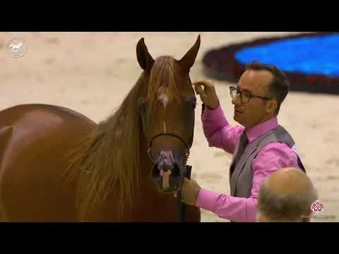 N 48 JAMILAH AL BIDAYER   Dubai Arabian Horse Show 2020   Fillies 2 Years Old Class 3