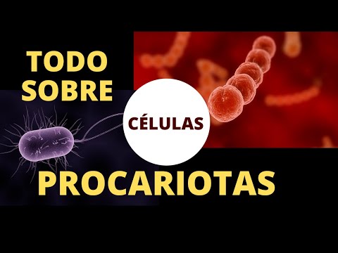 TODO SOBRE LAS CÉLULAS PROCARIOTAS