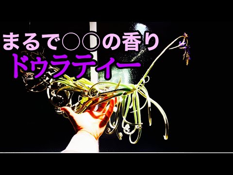 クラブオナ・トリビアリス