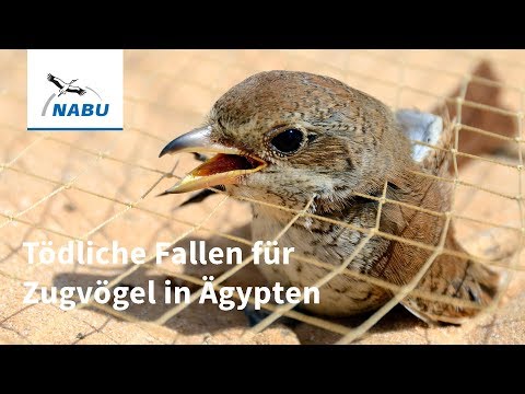 Tödliche Falle für Millionen Zugvögel - Fangnetze an Ägyptens Küste