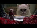 Stuart Little Funny Scene In Hindi 3