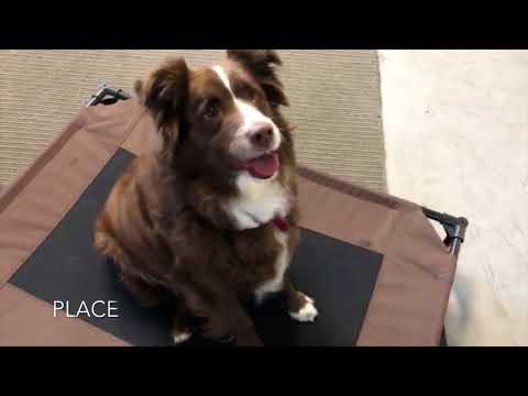 download lagu mp3 mp4 Australian Shepherd Anxiety, download lagu Australian Shepherd Anxiety gratis, unduh video klip Australian Shepherd Anxiety